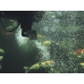 SwimSkim CWS